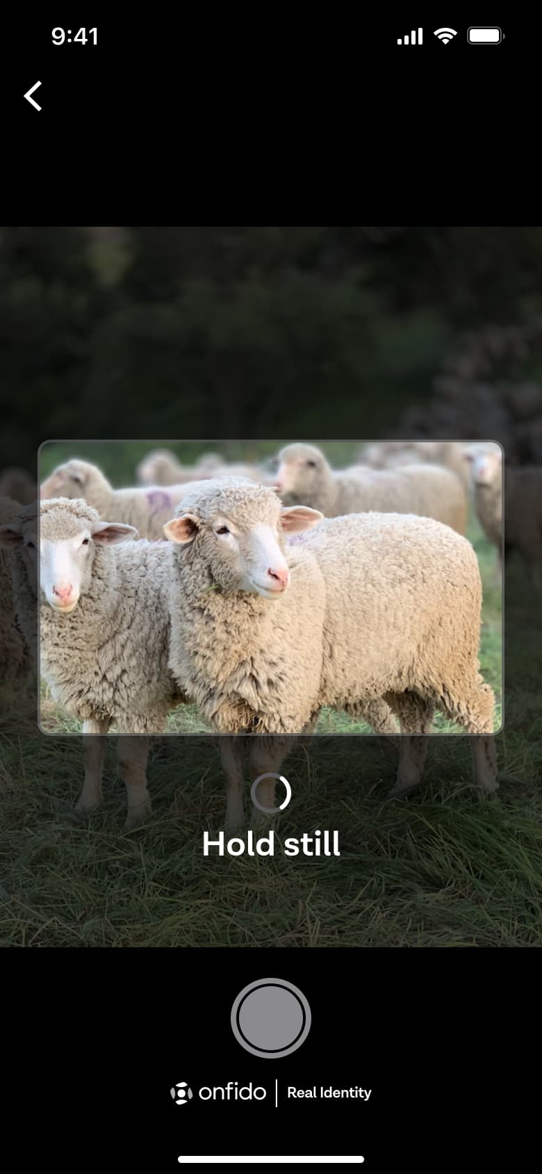 Hold still while the front of the licence is captured.